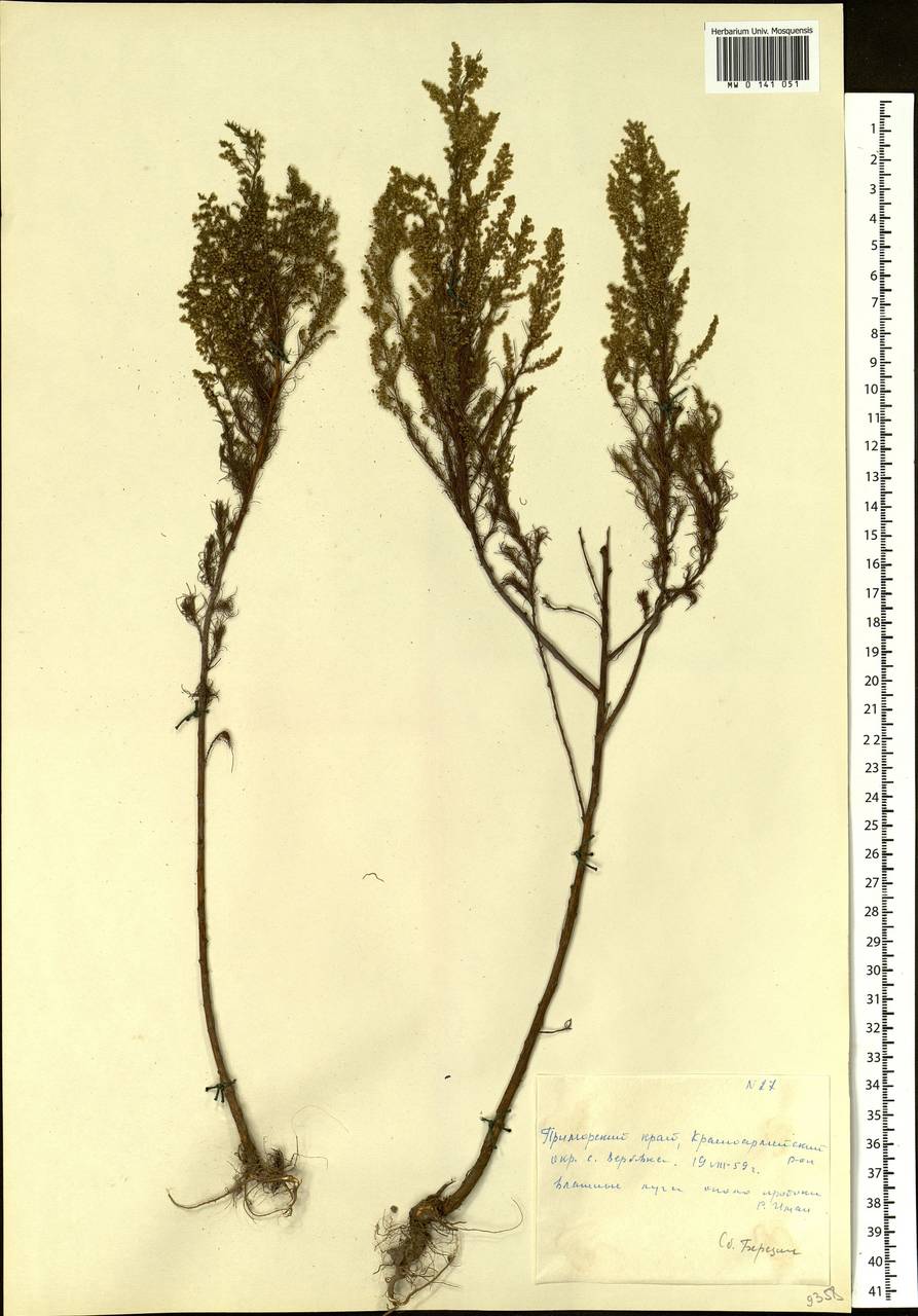 Artemisia scoparia Waldst. & Kit., Siberia, Russian Far East (S6) (Russia)