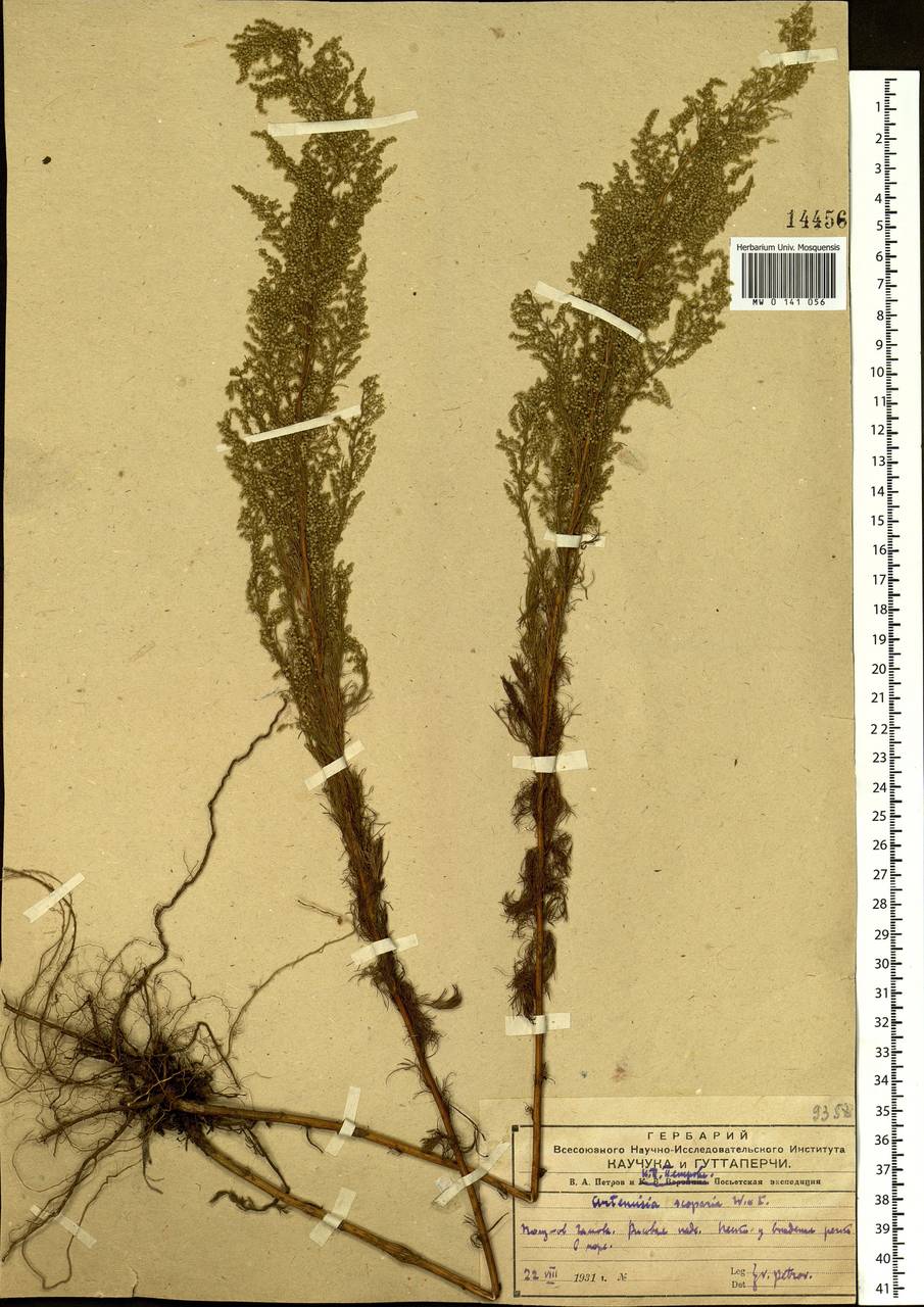 Artemisia scoparia Waldst. & Kit., Siberia, Russian Far East (S6) (Russia)