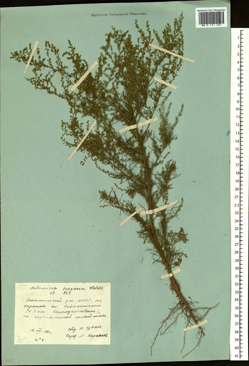 Artemisia scoparia Waldst. & Kit., Siberia, Yakutia (S5) (Russia)
