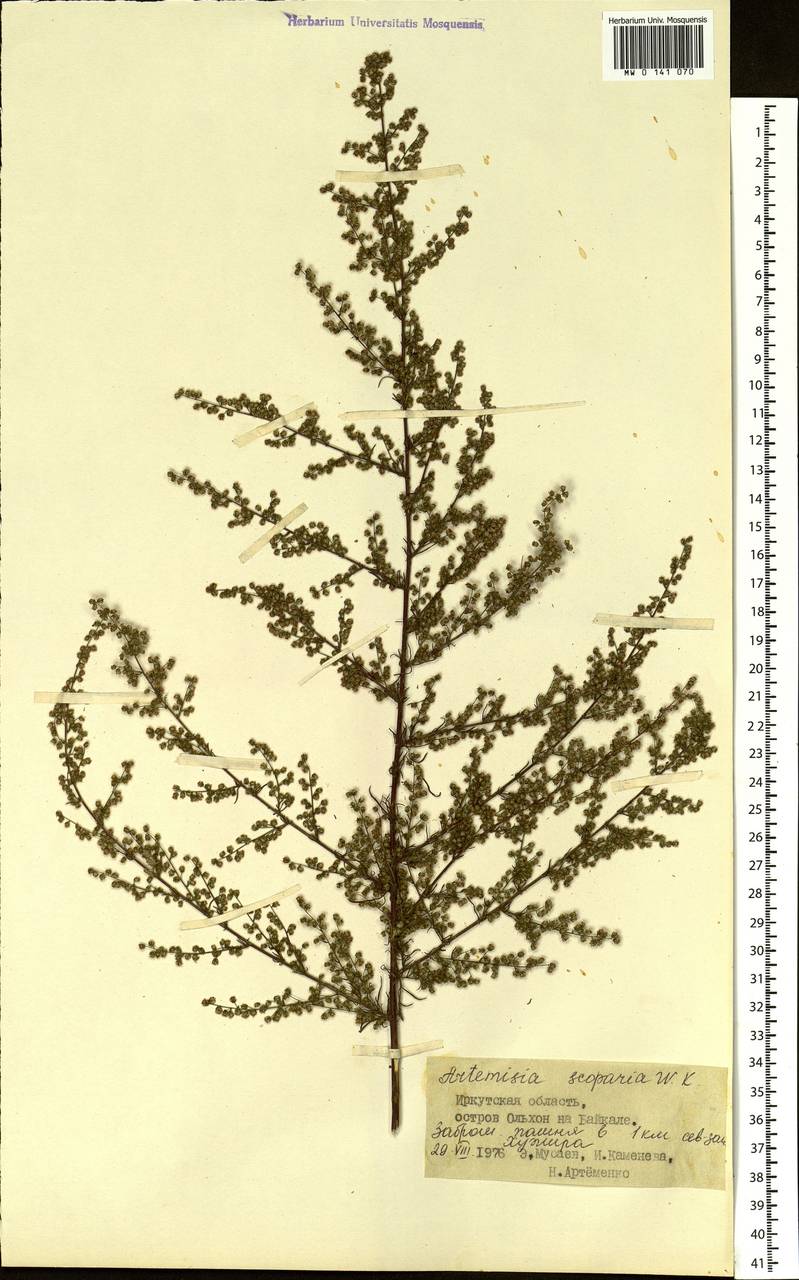 Artemisia scoparia Waldst. & Kit., Siberia, Baikal & Transbaikal region (S4) (Russia)