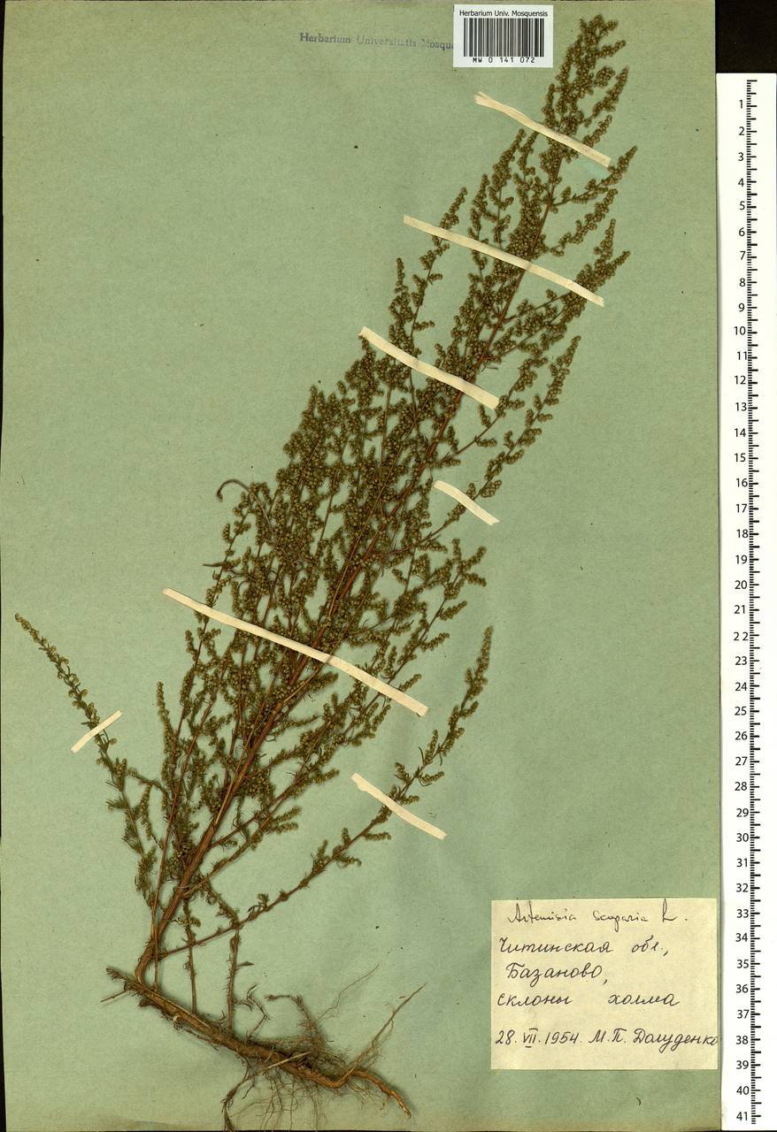 Artemisia scoparia Waldst. & Kit., Siberia, Baikal & Transbaikal region (S4) (Russia)