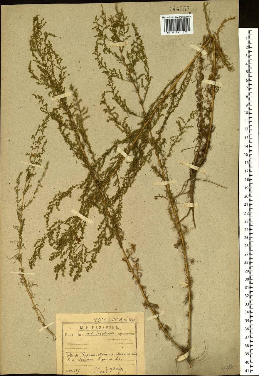 Artemisia scoparia Waldst. & Kit., Siberia, Baikal & Transbaikal region (S4) (Russia)