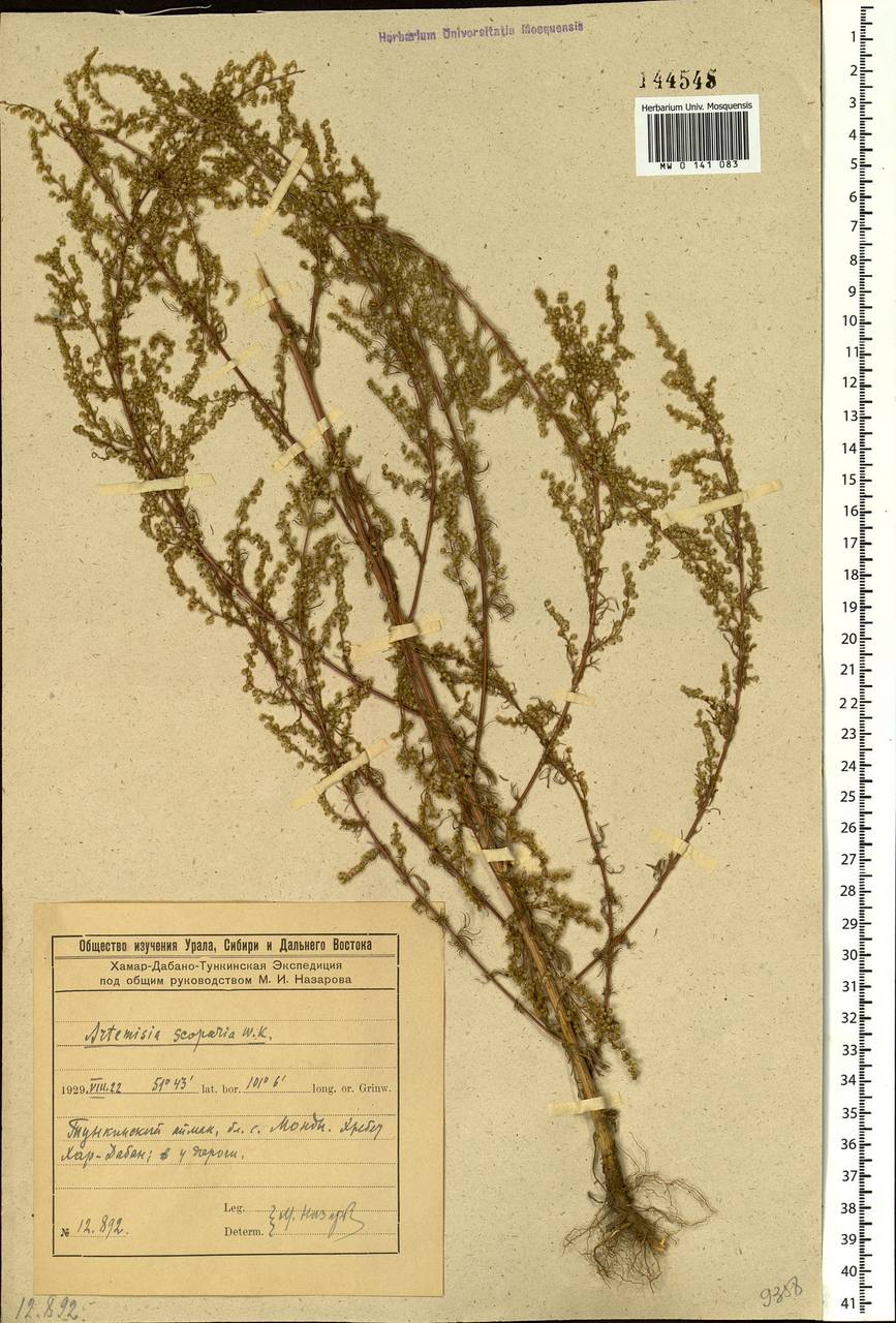 Artemisia scoparia Waldst. & Kit., Siberia, Baikal & Transbaikal region (S4) (Russia)