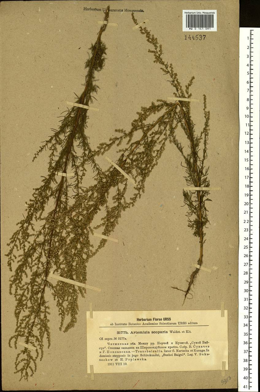 Artemisia scoparia Waldst. & Kit., Siberia, Baikal & Transbaikal region (S4) (Russia)