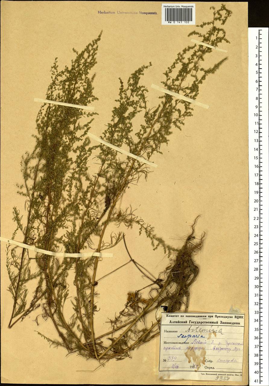 Artemisia scoparia Waldst. & Kit., Siberia, Altai & Sayany Mountains (S2) (Russia)