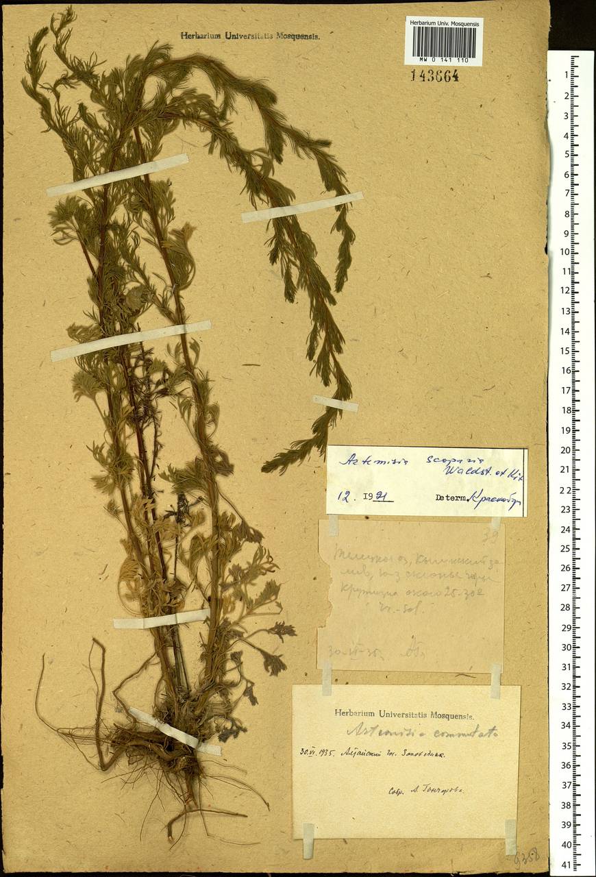 Artemisia scoparia Waldst. & Kit., Siberia, Altai & Sayany Mountains (S2) (Russia)