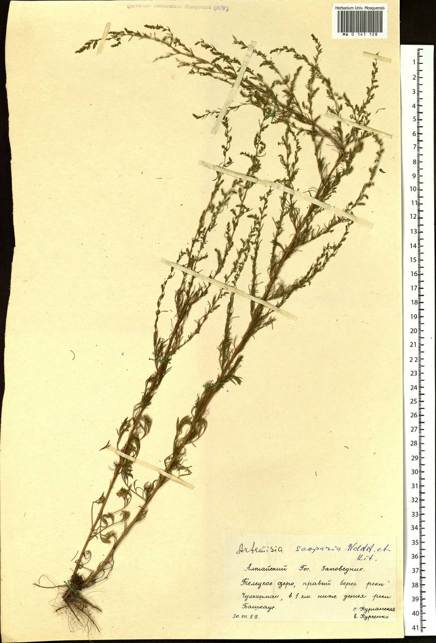 Artemisia scoparia Waldst. & Kit., Siberia, Altai & Sayany Mountains (S2) (Russia)