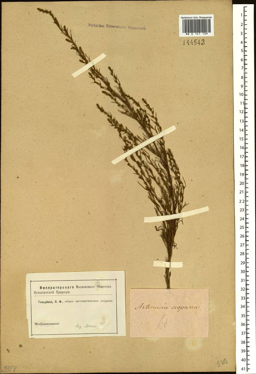 Artemisia scoparia Waldst. & Kit., Siberia (no precise locality) (S0) (Russia)