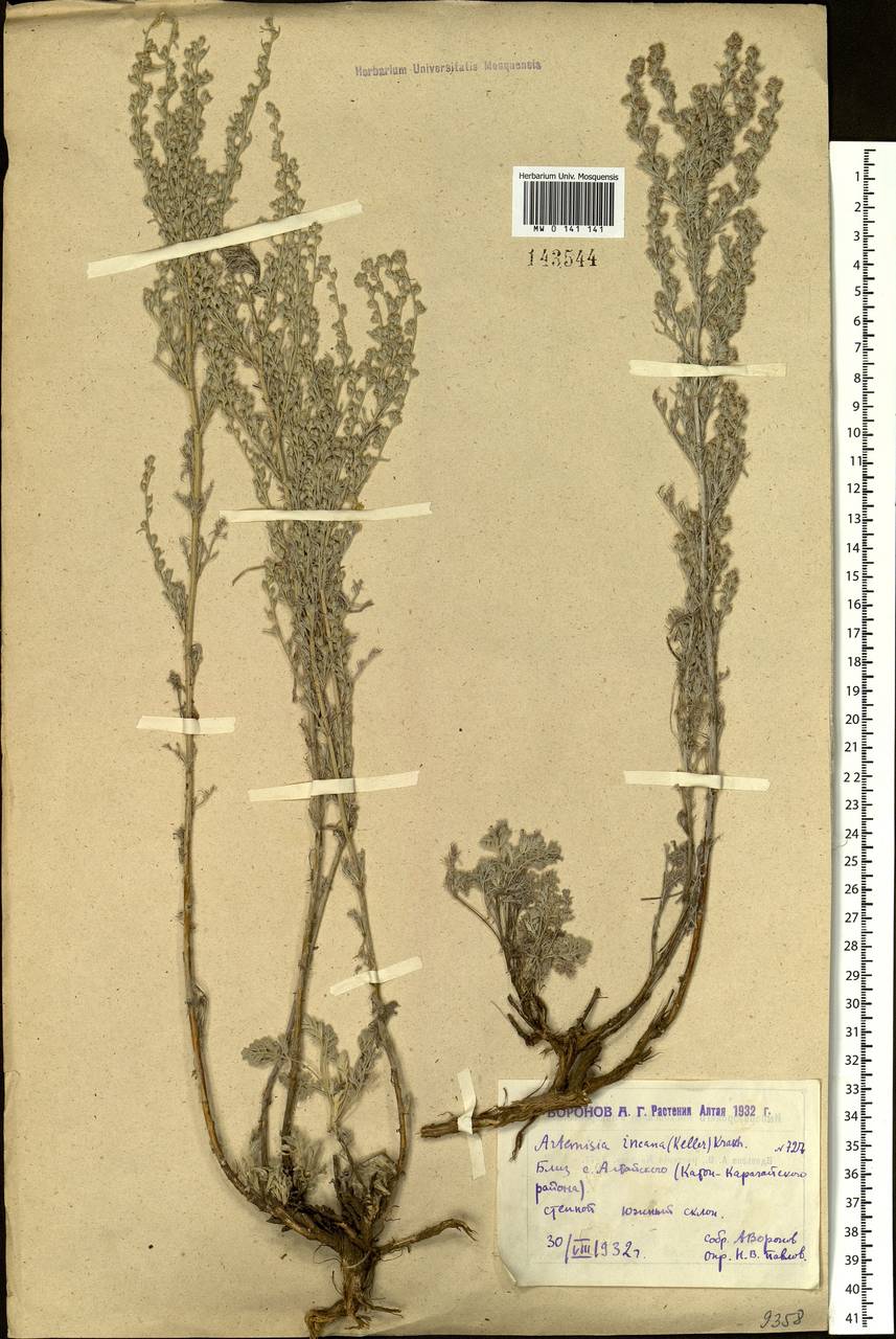 Artemisia schrenkiana Ledeb., Siberia, Western (Kazakhstan) Altai Mountains (S2a) (Kazakhstan)