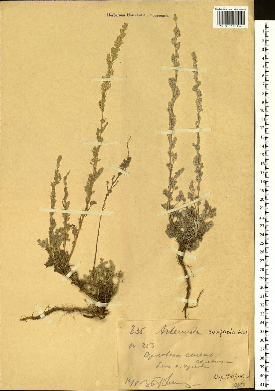 Artemisia schrenkiana Ledeb., Siberia, Altai & Sayany Mountains (S2) (Russia)