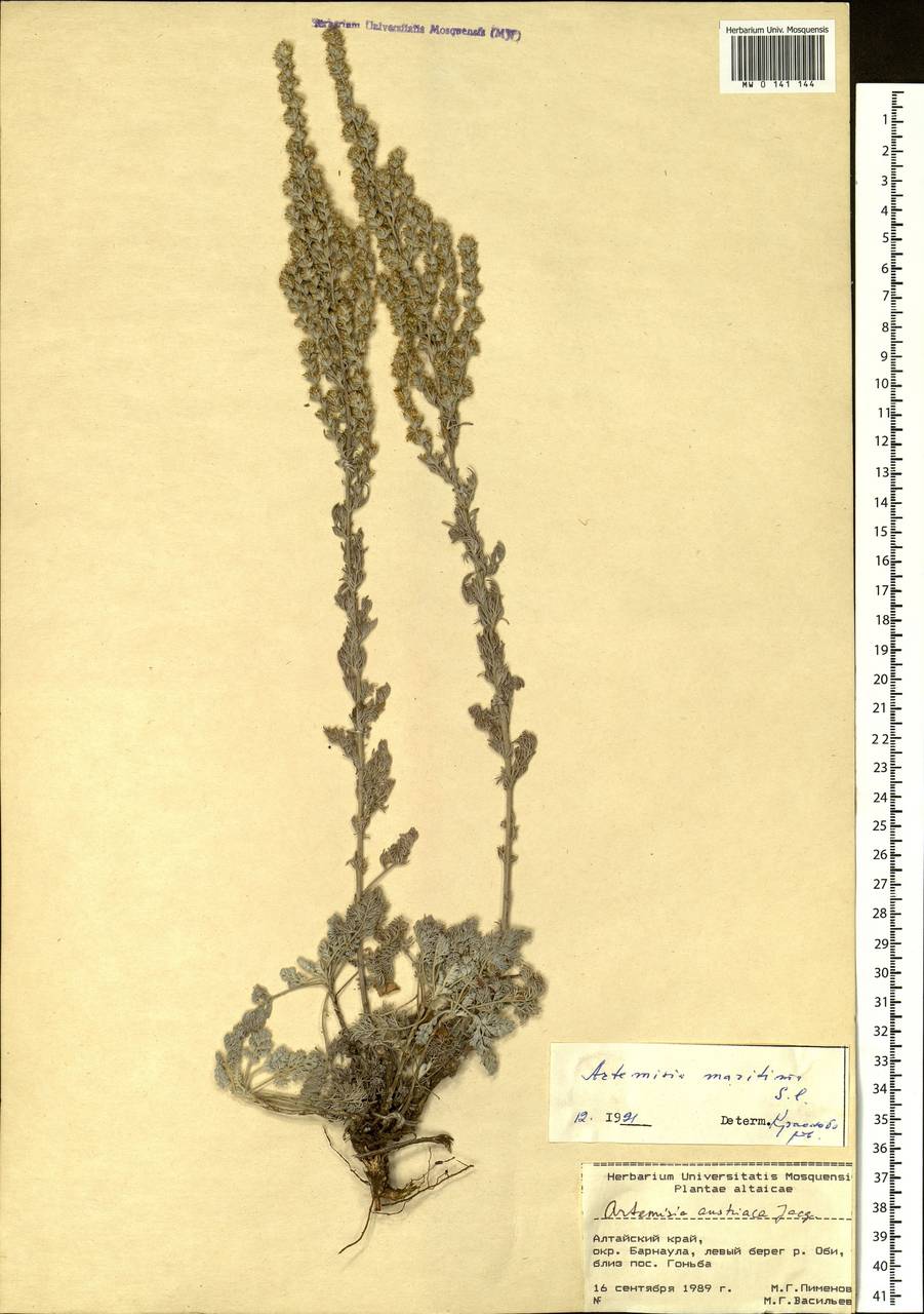 Artemisia schrenkiana Ledeb., Siberia, Altai & Sayany Mountains (S2) (Russia)