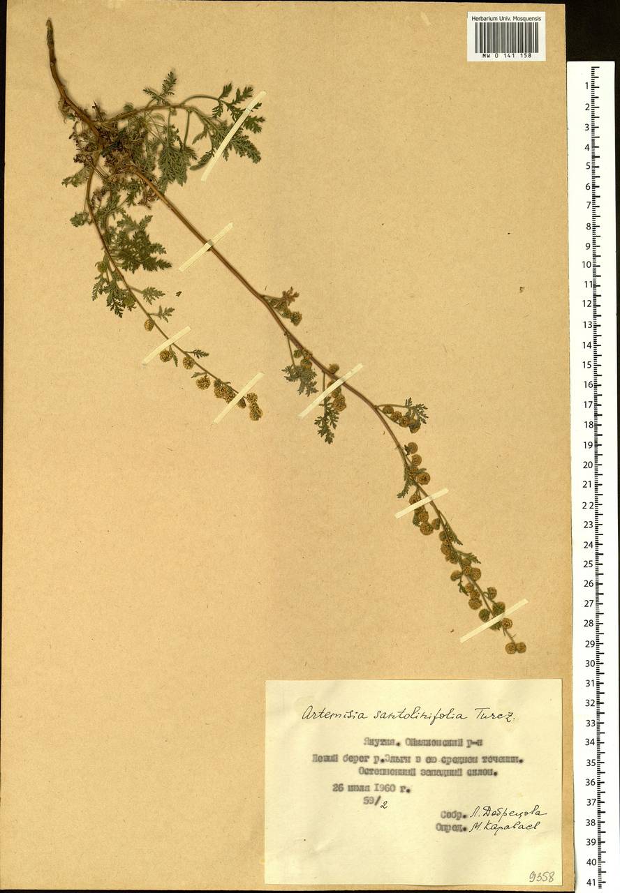 Artemisia stechmanniana Besser, Siberia, Yakutia (S5) (Russia)