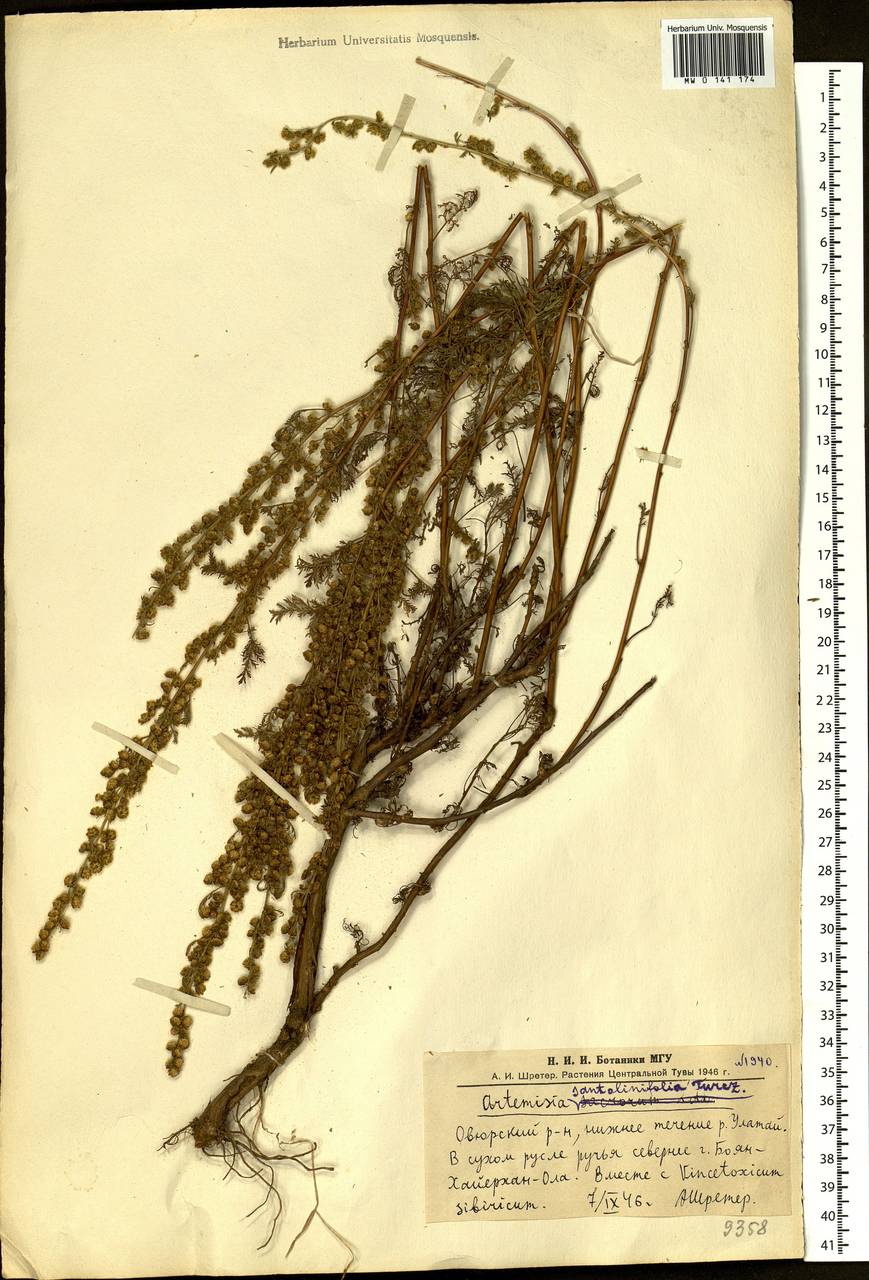 Artemisia stechmanniana Besser, Siberia, Altai & Sayany Mountains (S2) (Russia)