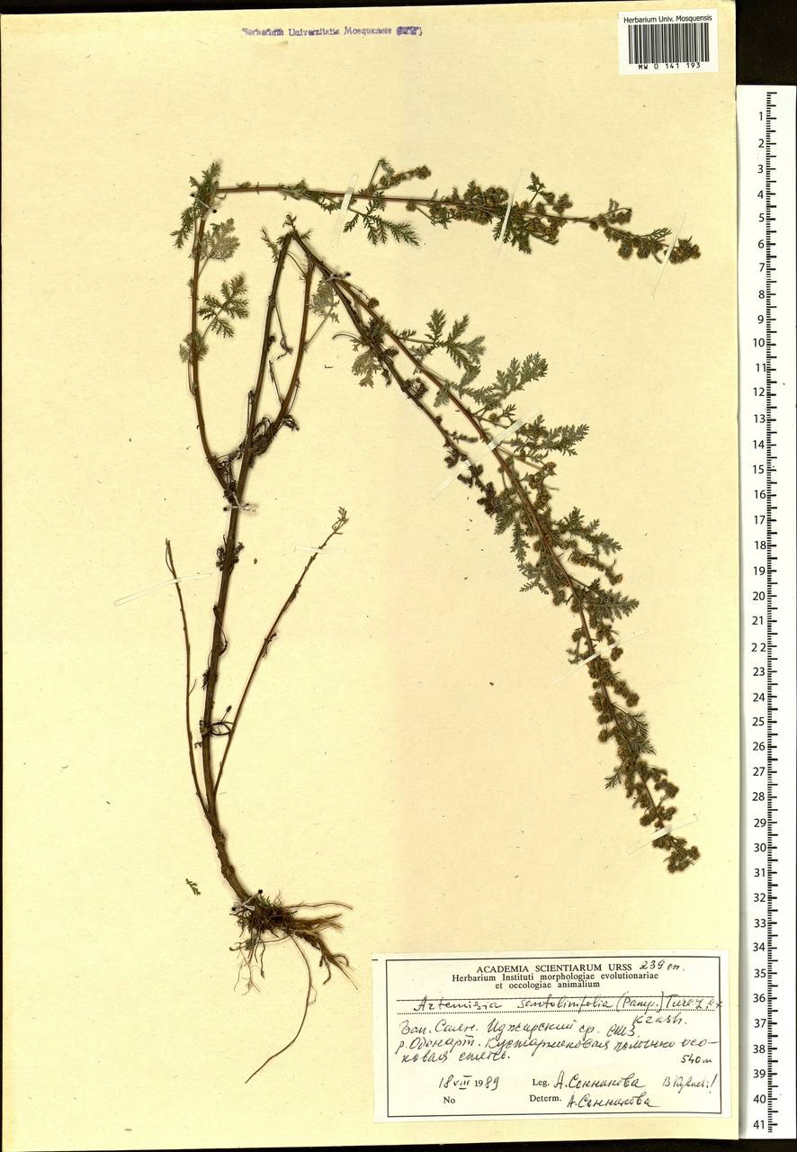 Artemisia stechmanniana Besser, Siberia, Altai & Sayany Mountains (S2) (Russia)