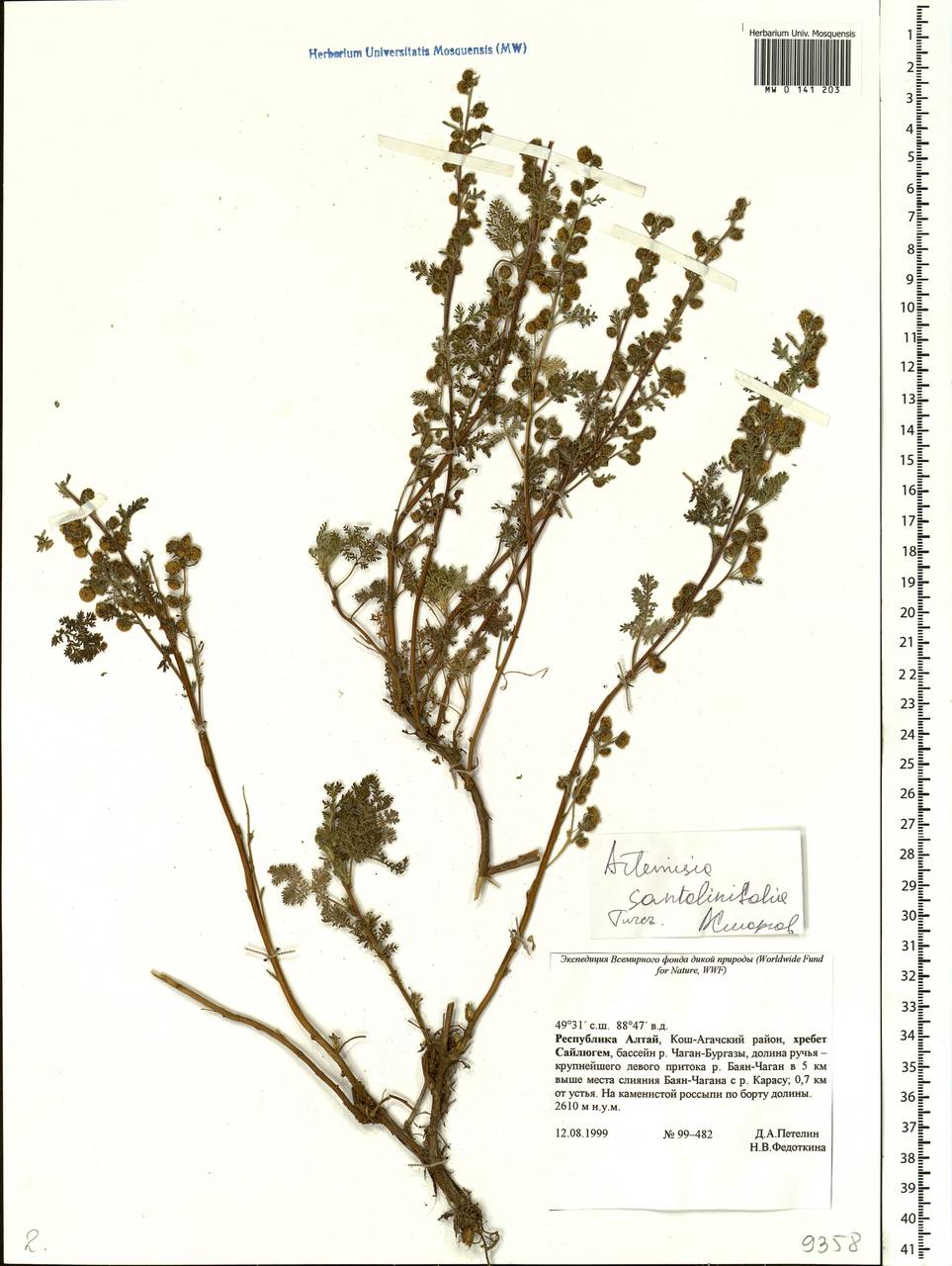 Artemisia stechmanniana Besser, Siberia, Altai & Sayany Mountains (S2) (Russia)