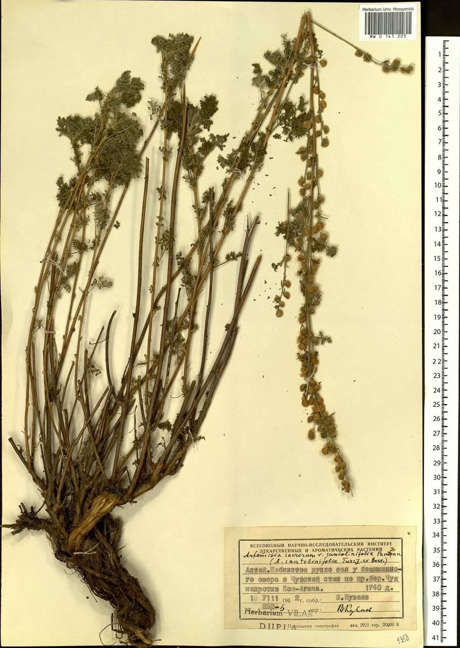 Artemisia stechmanniana Besser, Siberia, Altai & Sayany Mountains (S2) (Russia)