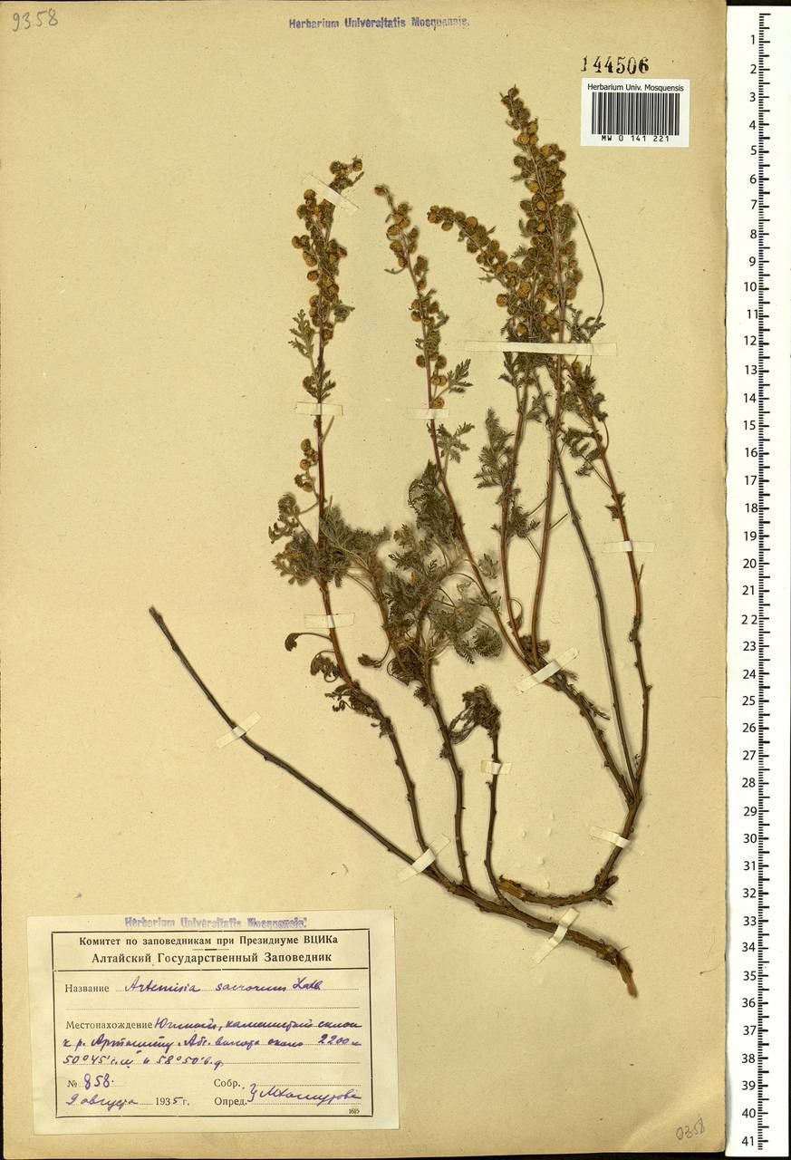 Artemisia stechmanniana Besser, Siberia, Altai & Sayany Mountains (S2) (Russia)