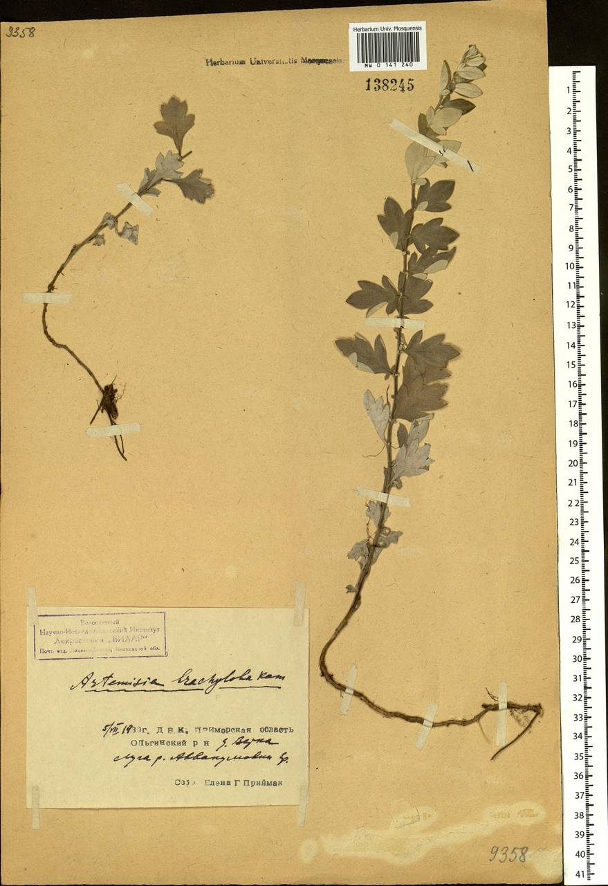 Artemisia saitoana Kitam., Siberia, Russian Far East (S6) (Russia)