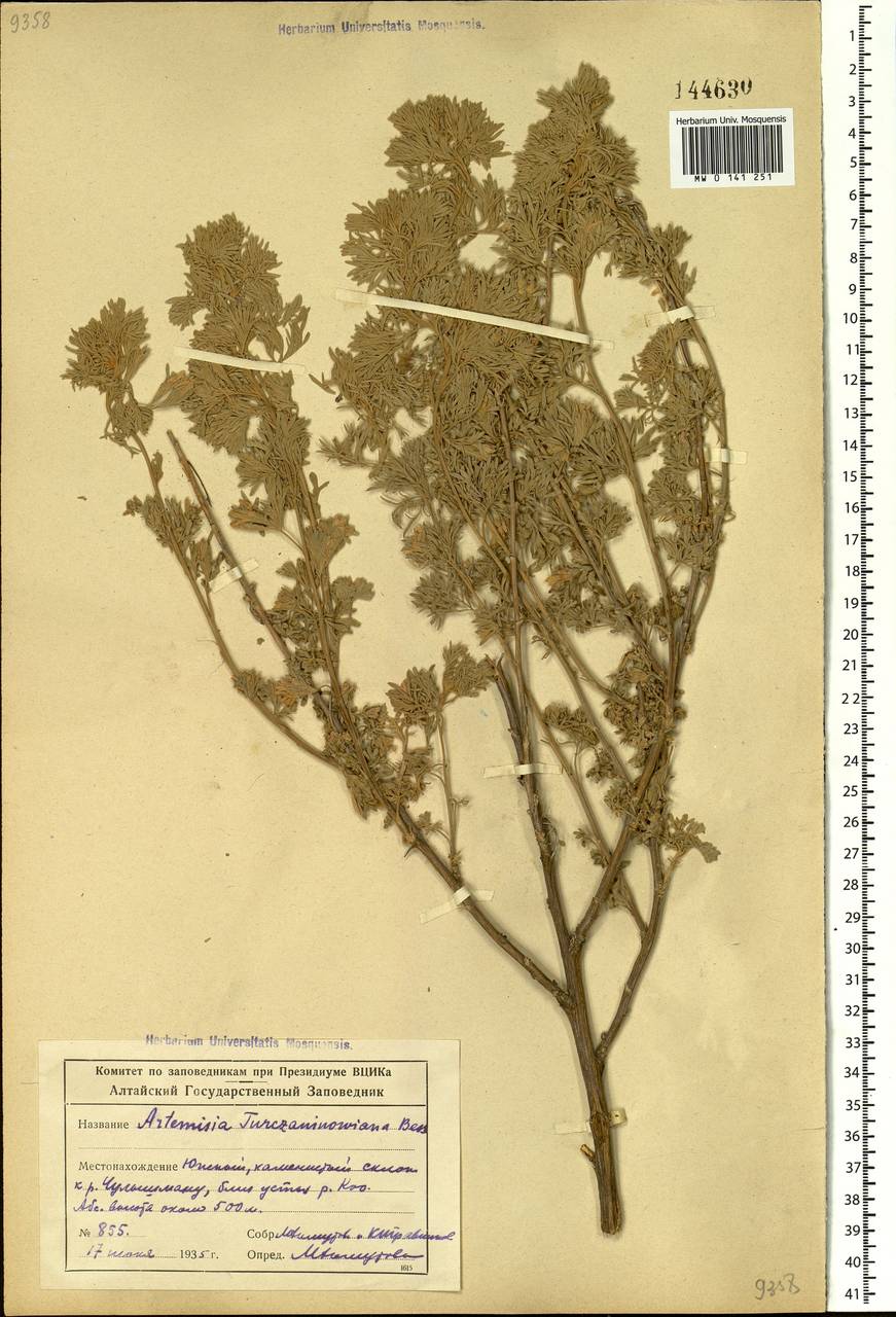 Artemisia rutifolia Steph. ex Spreng., Siberia, Altai & Sayany Mountains (S2) (Russia)