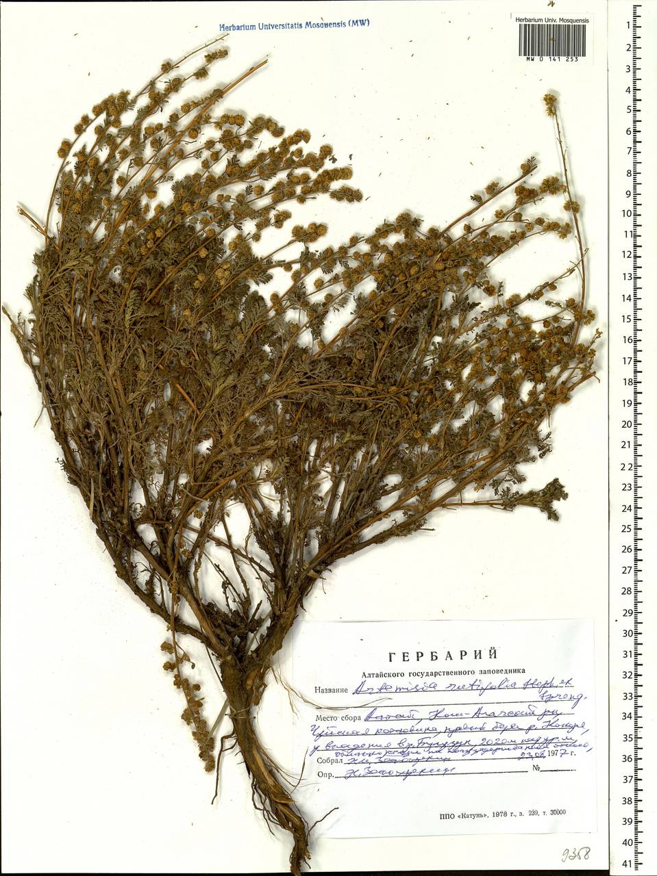 Artemisia rutifolia Steph. ex Spreng., Siberia, Altai & Sayany Mountains (S2) (Russia)