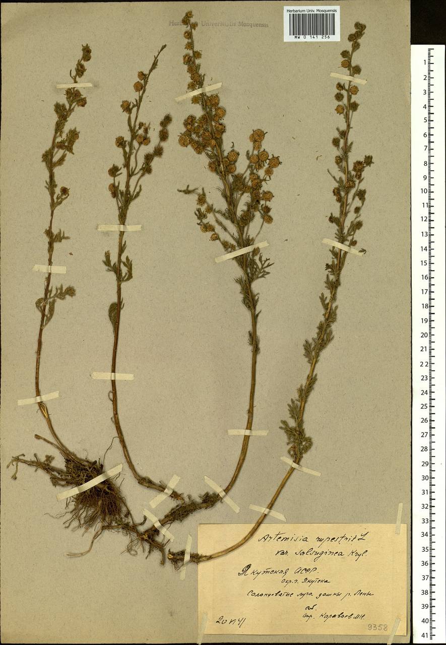 Artemisia rupestris L., Siberia, Yakutia (S5) (Russia)