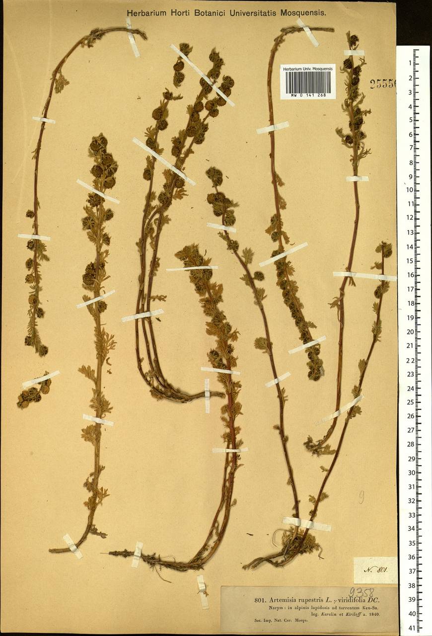 Artemisia rupestris L., Siberia, Western (Kazakhstan) Altai Mountains (S2a) (Kazakhstan)