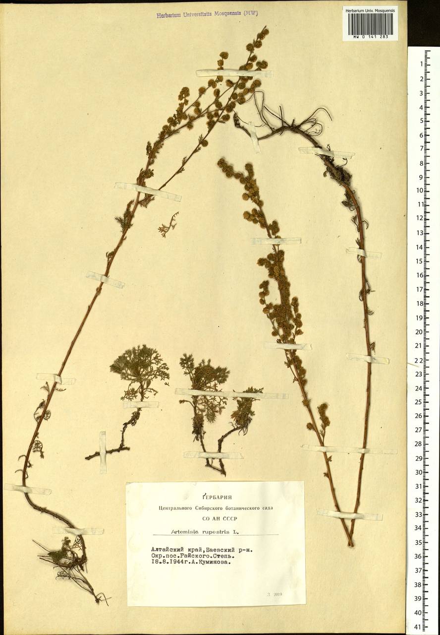 Artemisia rupestris L., Siberia, Altai & Sayany Mountains (S2) (Russia)