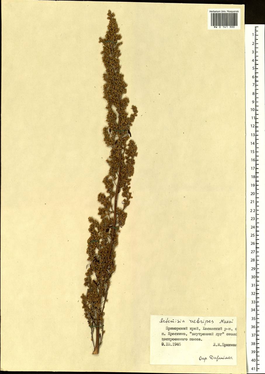 Artemisia rubripes Nakai, Siberia, Russian Far East (S6) (Russia)