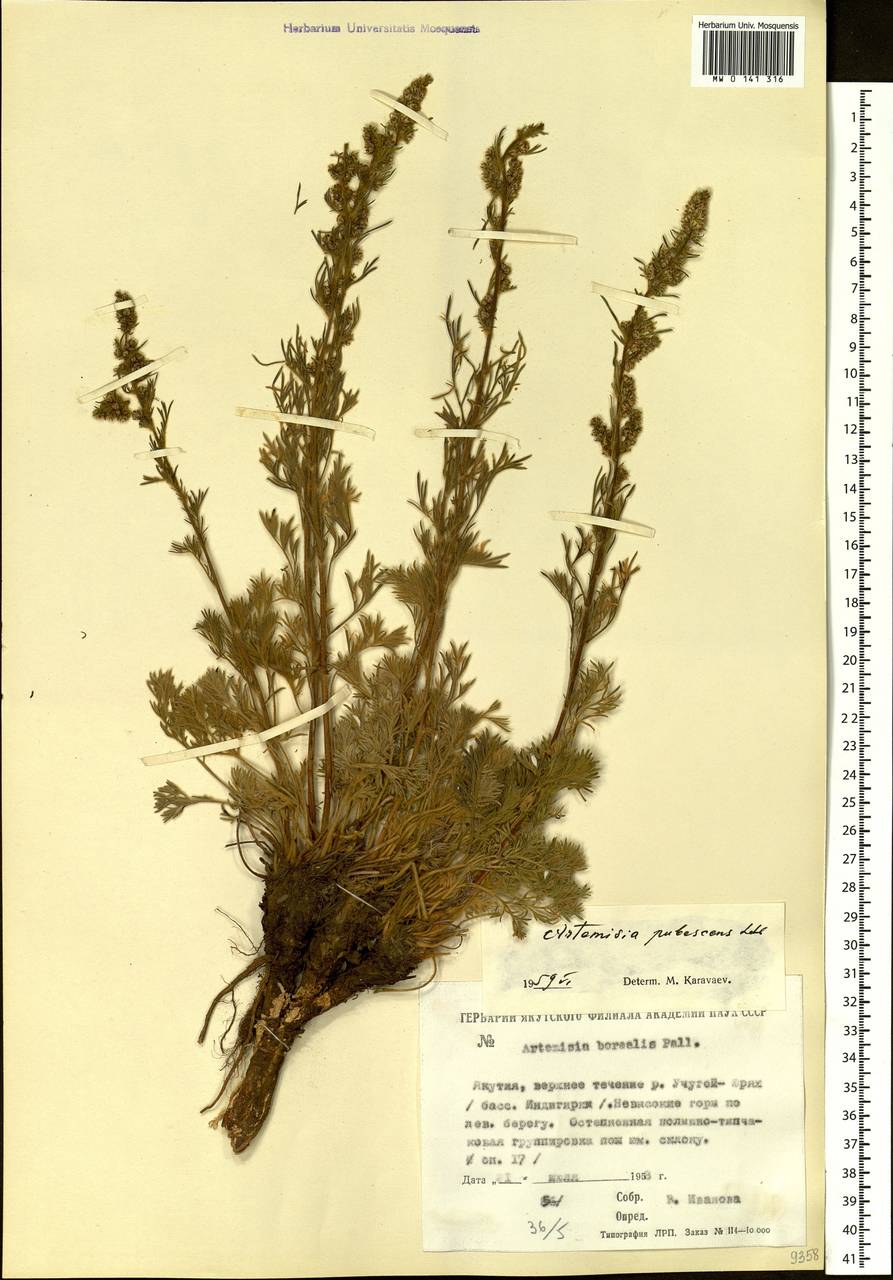 Artemisia pubescens Ledeb., Siberia, Yakutia (S5) (Russia)