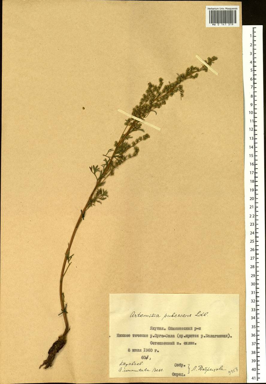 Artemisia pubescens Ledeb., Siberia, Yakutia (S5) (Russia)