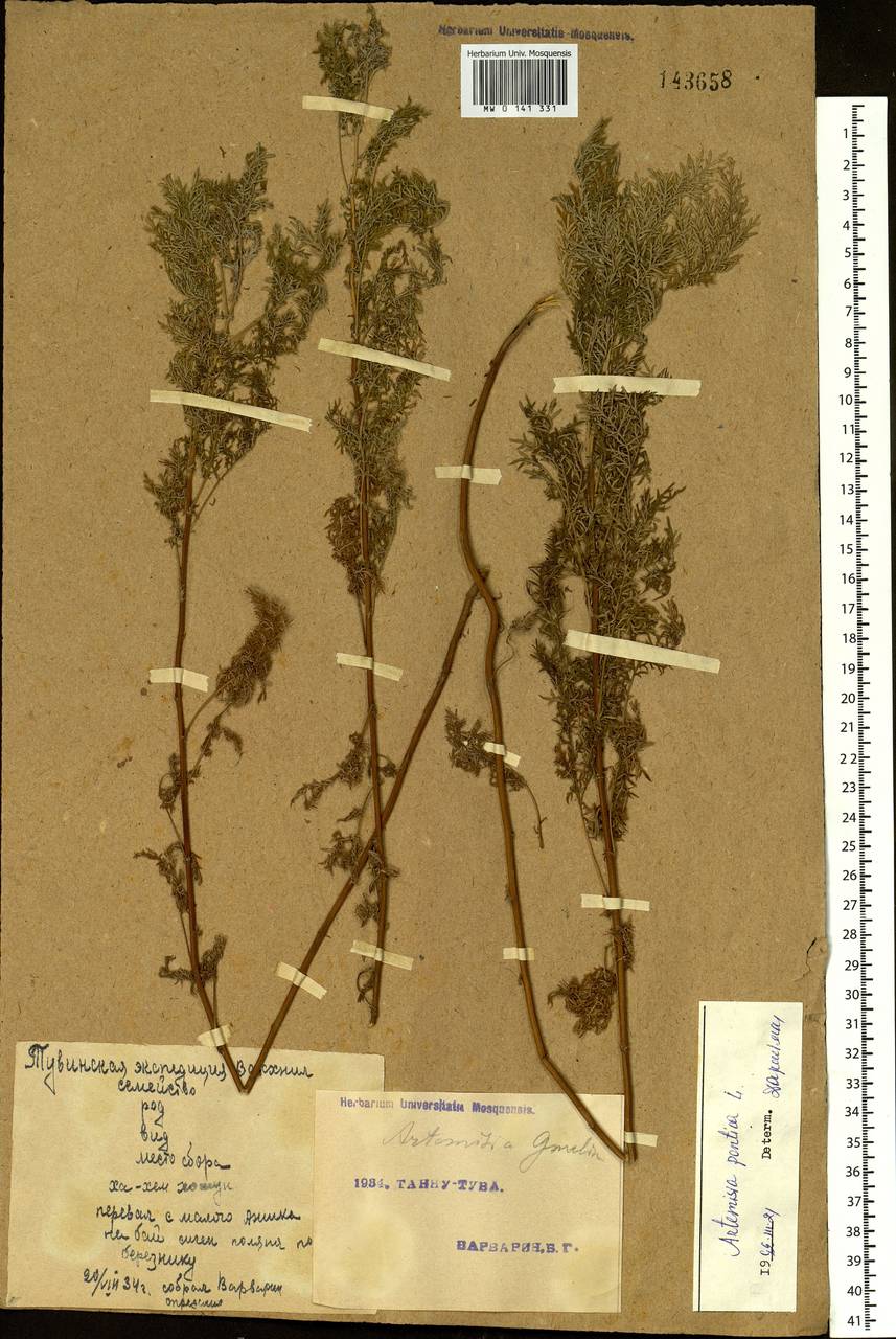 Artemisia pontica L., Siberia, Altai & Sayany Mountains (S2) (Russia)
