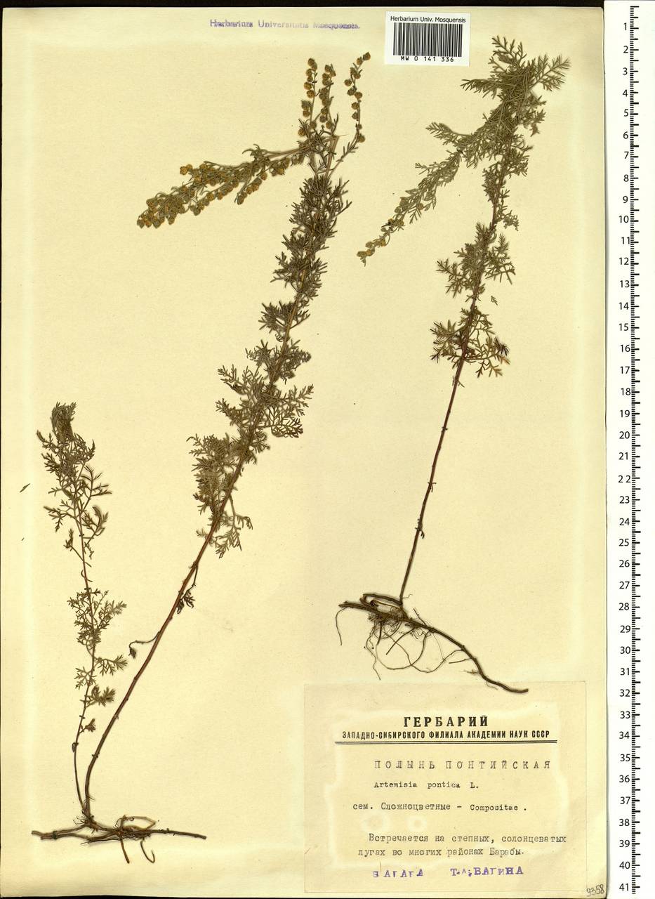 Artemisia pontica L., Siberia, Western Siberia (S1) (Russia)