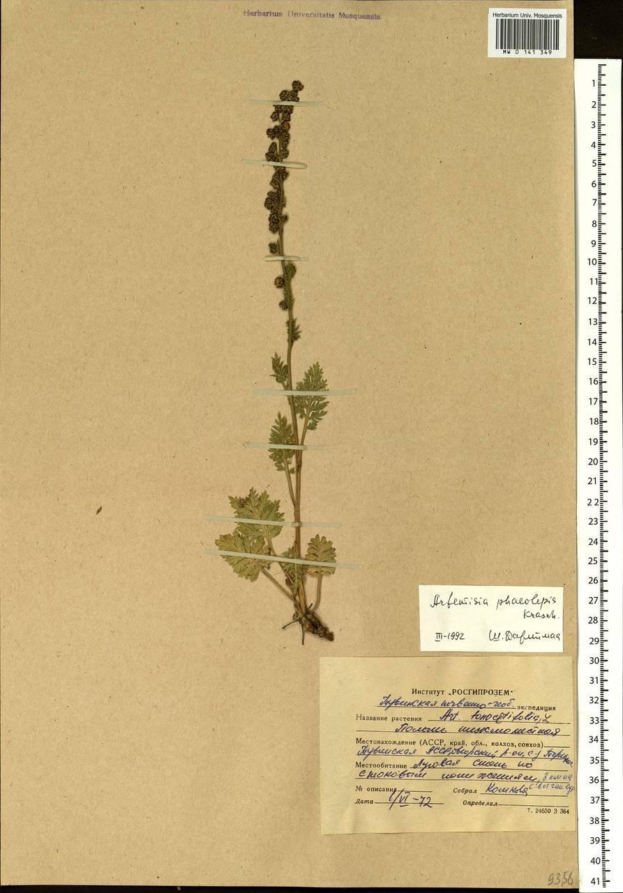 Artemisia phaeolepis Krasch., Siberia, Altai & Sayany Mountains (S2) (Russia)