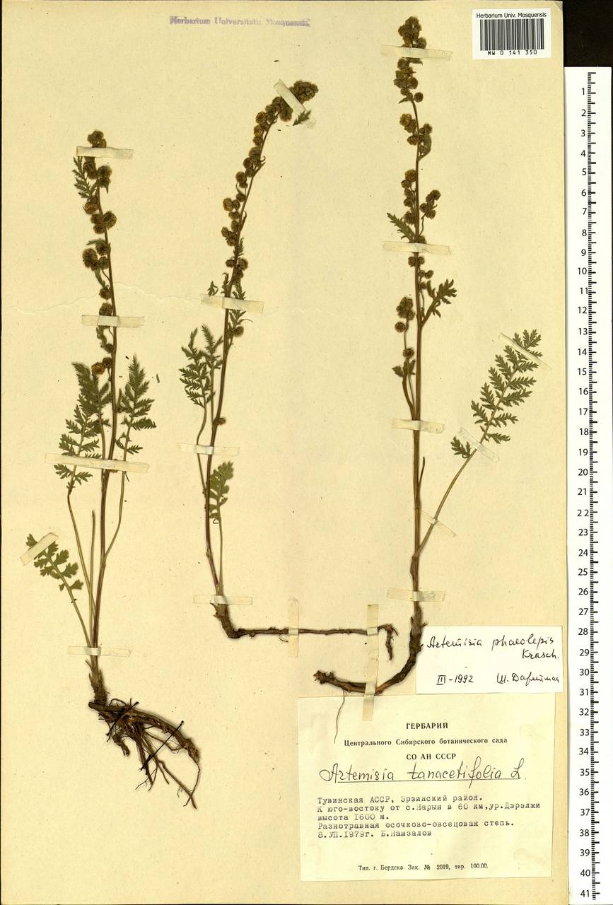 Artemisia phaeolepis Krasch., Siberia, Altai & Sayany Mountains (S2) (Russia)