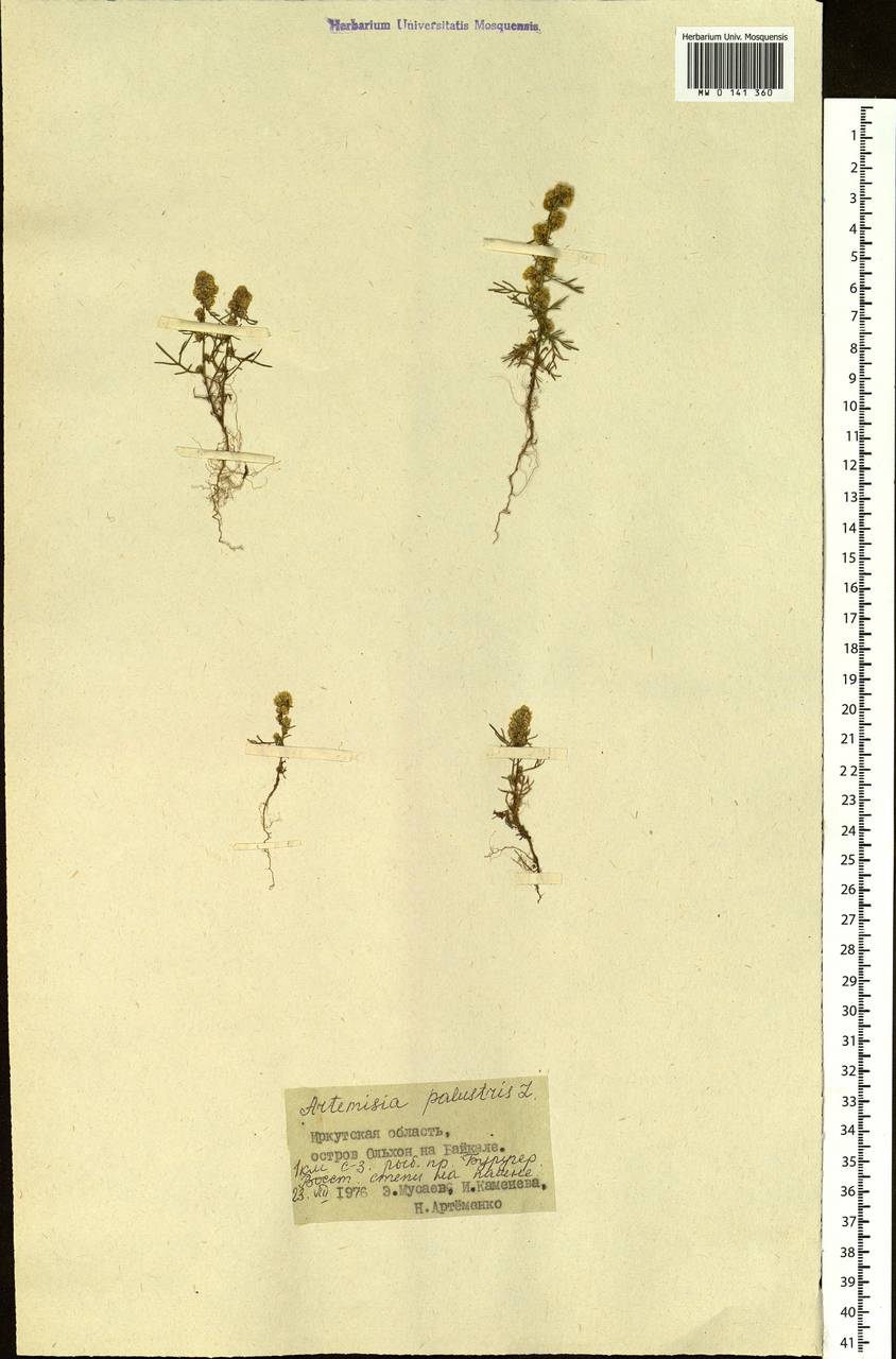 Artemisia palustris L., Siberia, Baikal & Transbaikal region (S4) (Russia)
