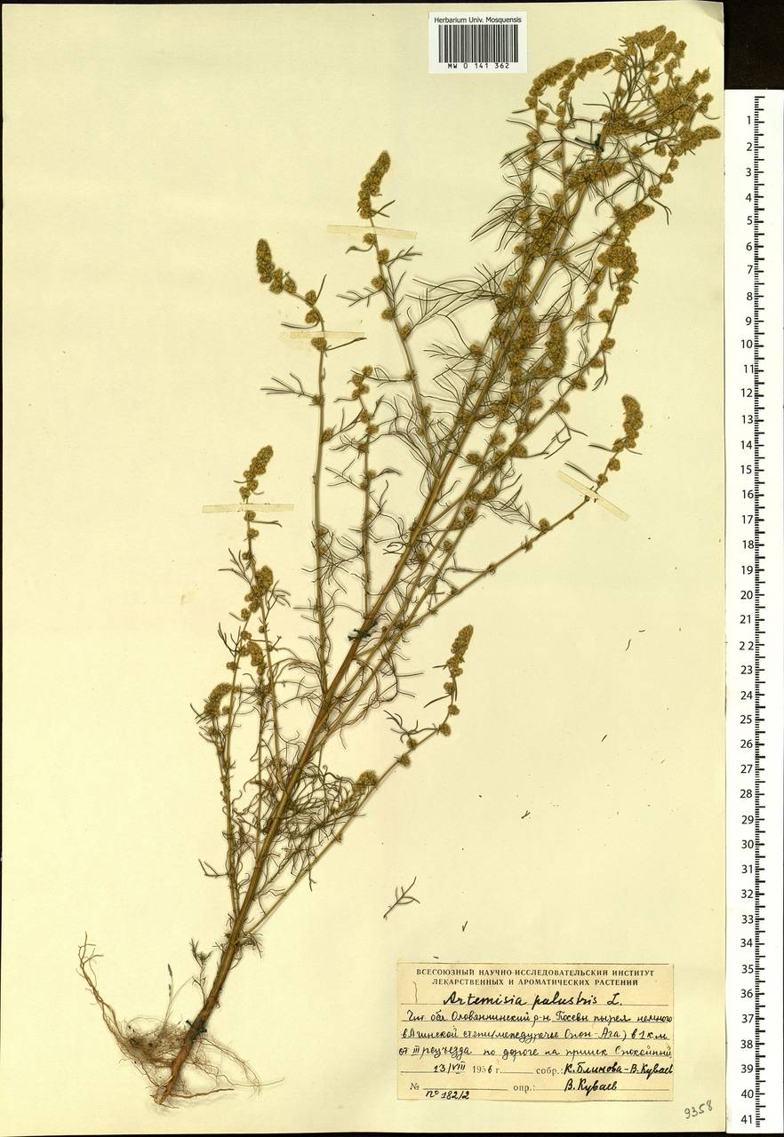 Artemisia palustris L., Siberia, Baikal & Transbaikal region (S4) (Russia)