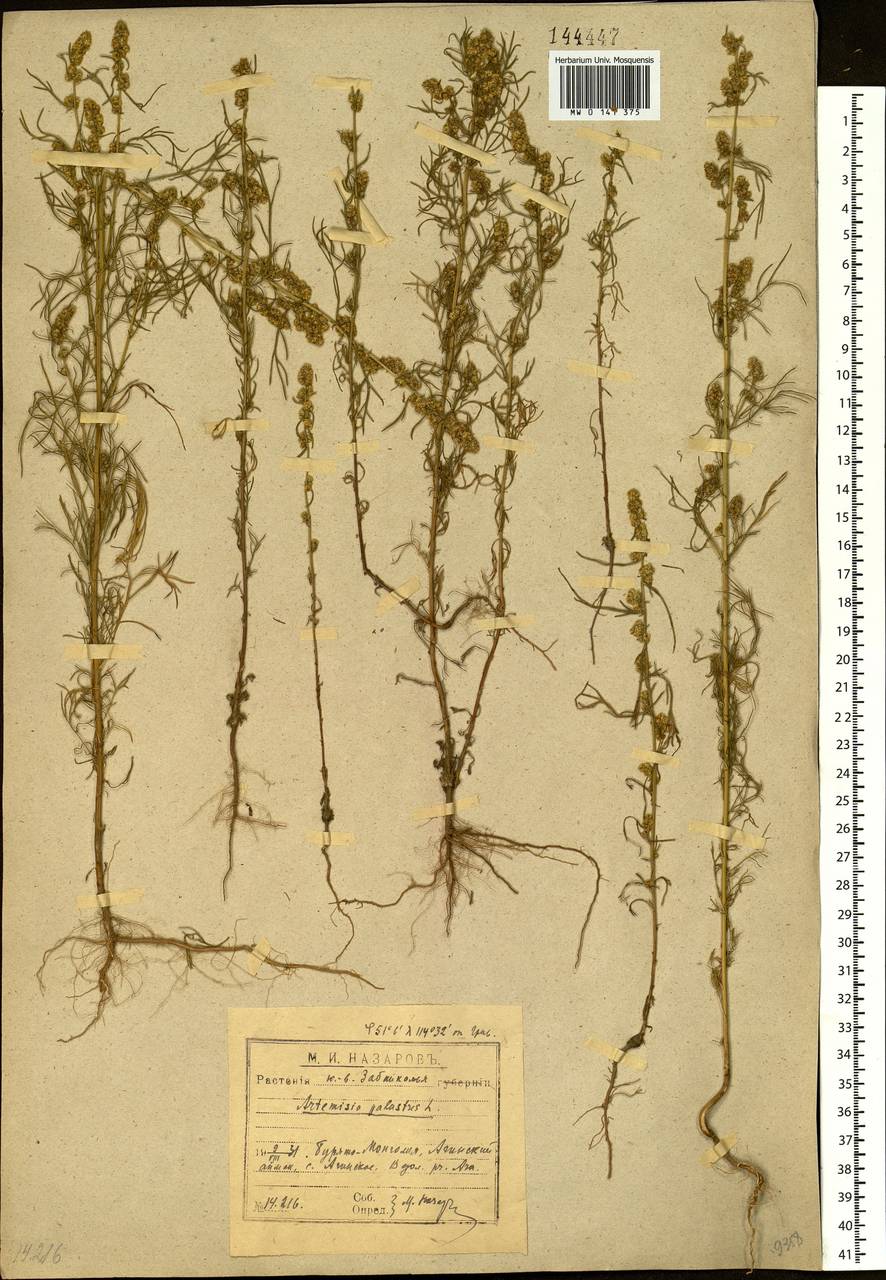 Artemisia palustris L., Siberia, Baikal & Transbaikal region (S4) (Russia)