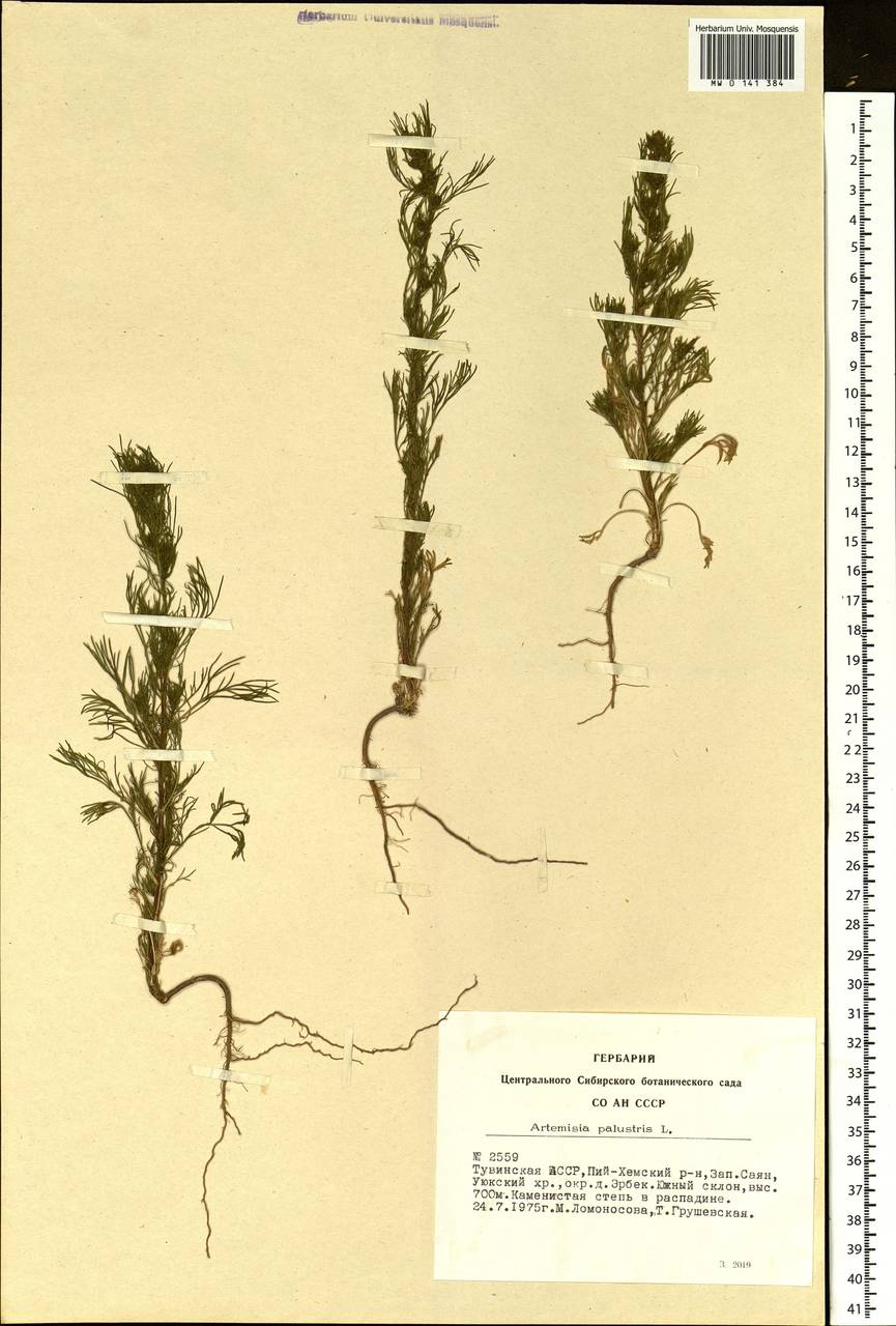 Artemisia palustris L., Siberia, Altai & Sayany Mountains (S2) (Russia)