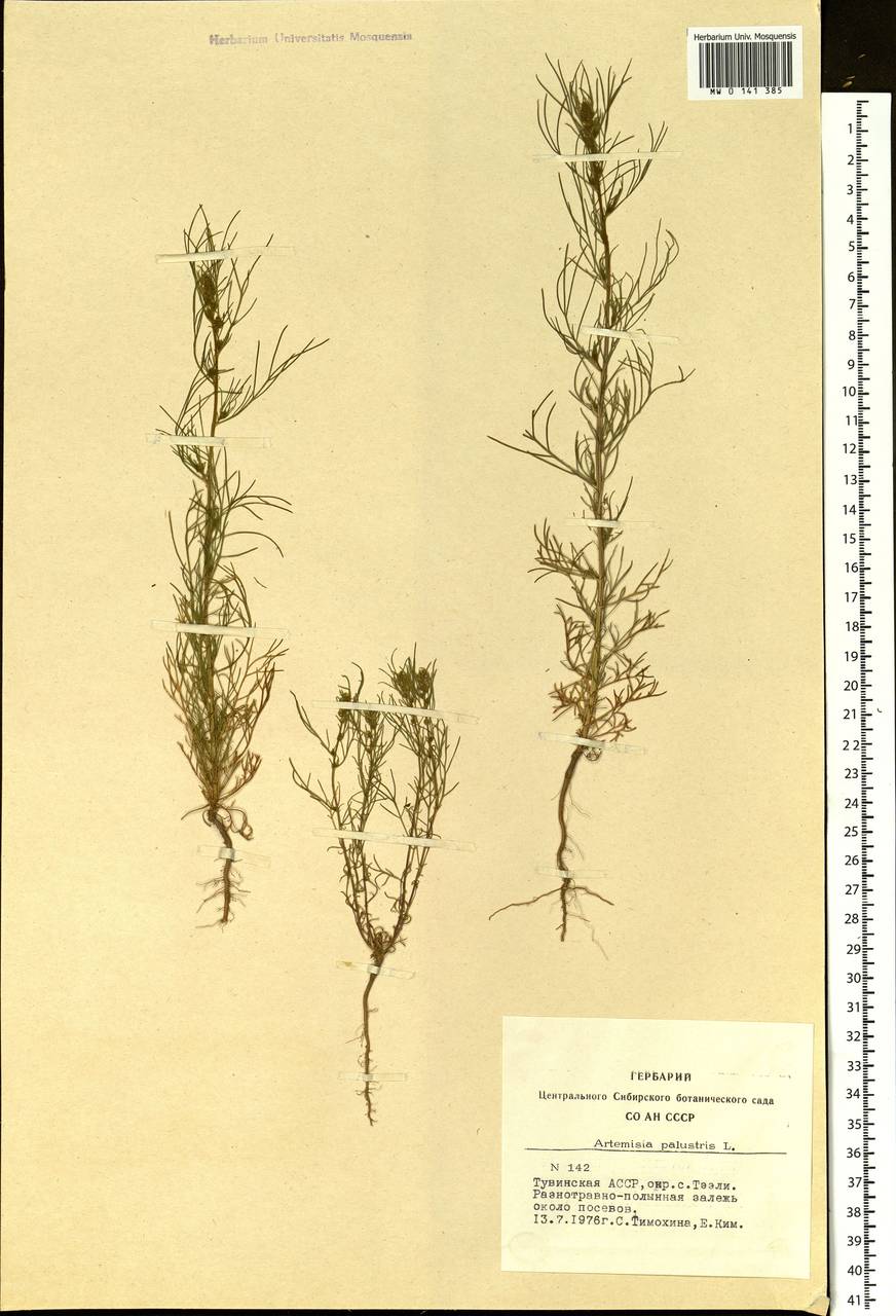 Artemisia palustris L., Siberia, Altai & Sayany Mountains (S2) (Russia)