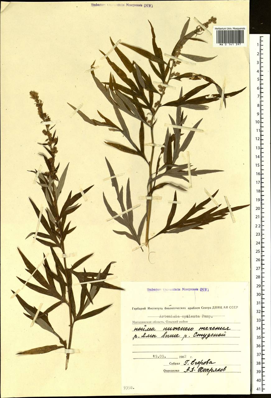 Artemisia vulgaris subsp. vulgaris, Siberia, Chukotka & Kamchatka (S7) (Russia)