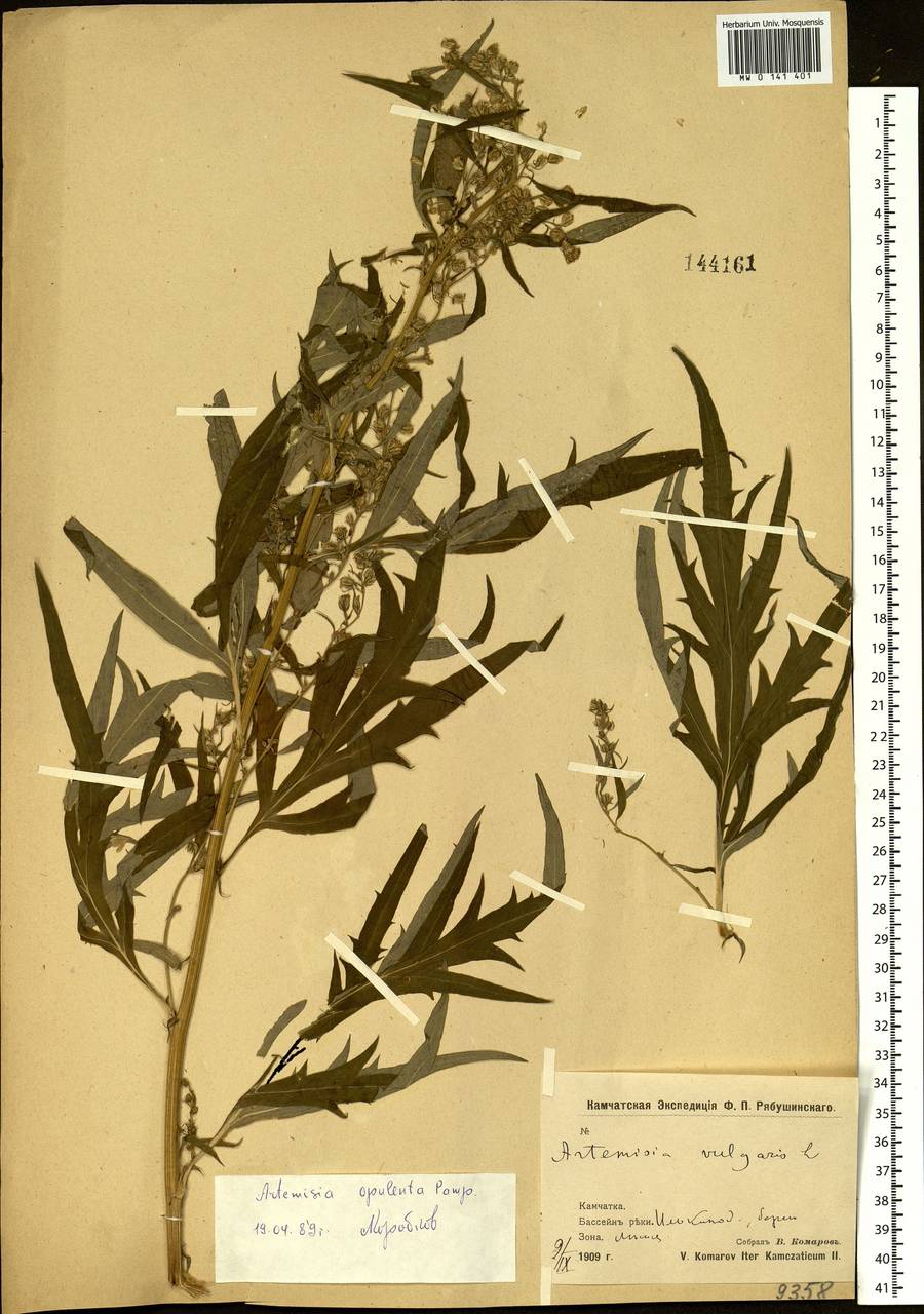 Artemisia vulgaris subsp. vulgaris, Siberia, Chukotka & Kamchatka (S7) (Russia)