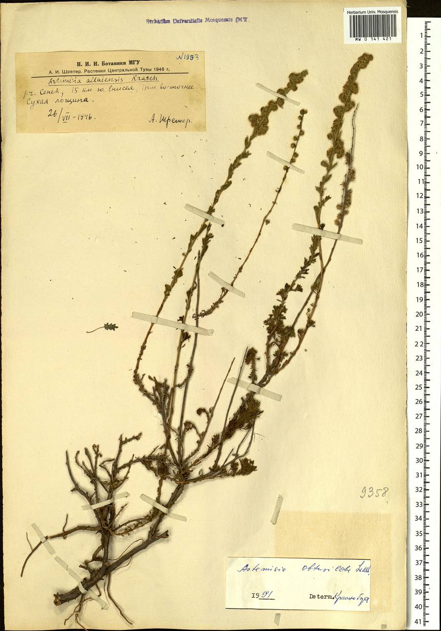 Artemisia obtusiloba, Siberia, Altai & Sayany Mountains (S2) (Russia)