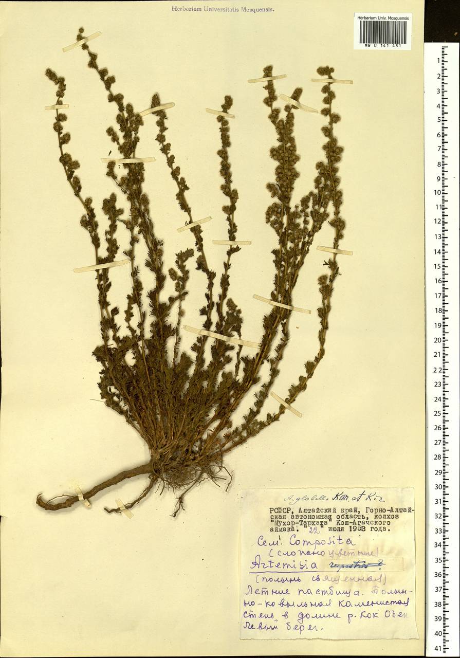 Artemisia obtusiloba Ledeb., Siberia, Altai & Sayany Mountains (S2) (Russia)