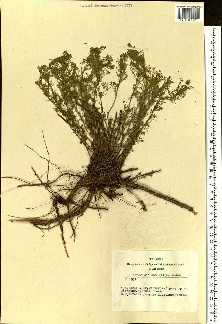 Artemisia obtusiloba, Siberia, Altai & Sayany Mountains (S2) (Russia)