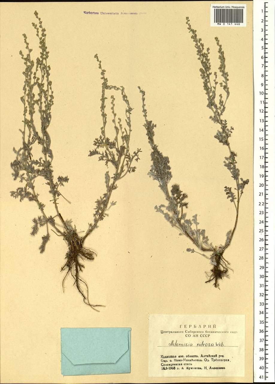 Artemisia nitrosa Weber ex Stechm., Siberia, Altai & Sayany Mountains (S2) (Russia)