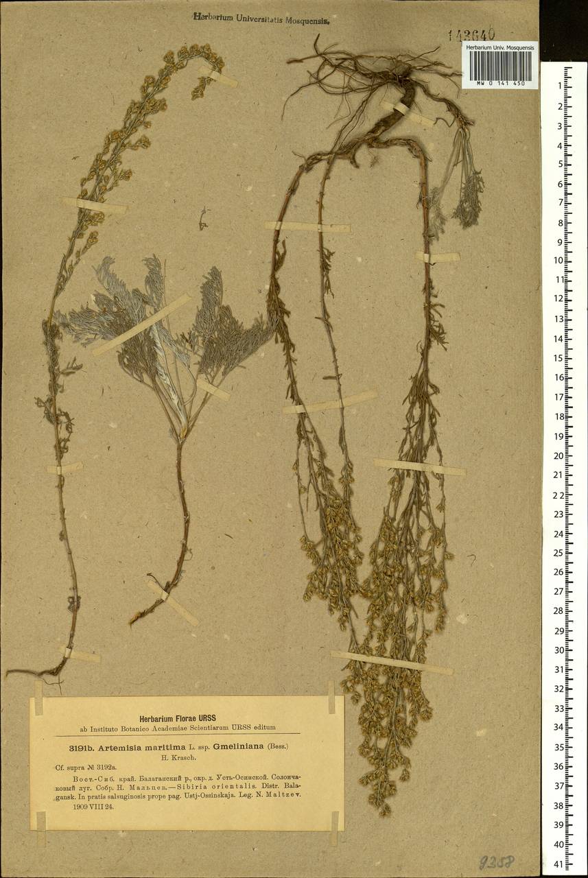 Artemisia nitrosa Weber ex Stechm., Siberia, Baikal & Transbaikal region (S4) (Russia)