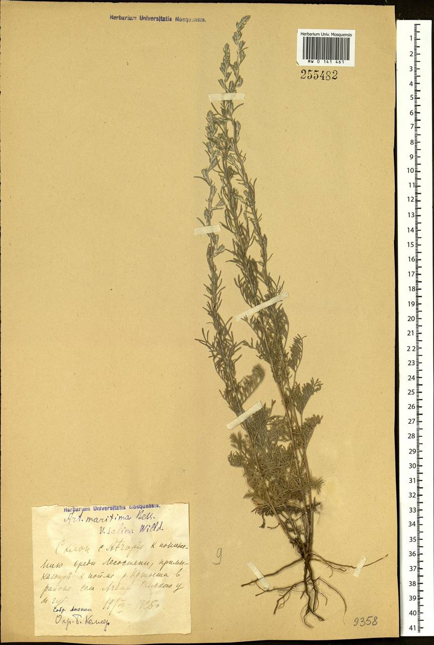 Artemisia nitrosa Weber ex Stechm., Siberia, Western Siberia (S1) (Russia)