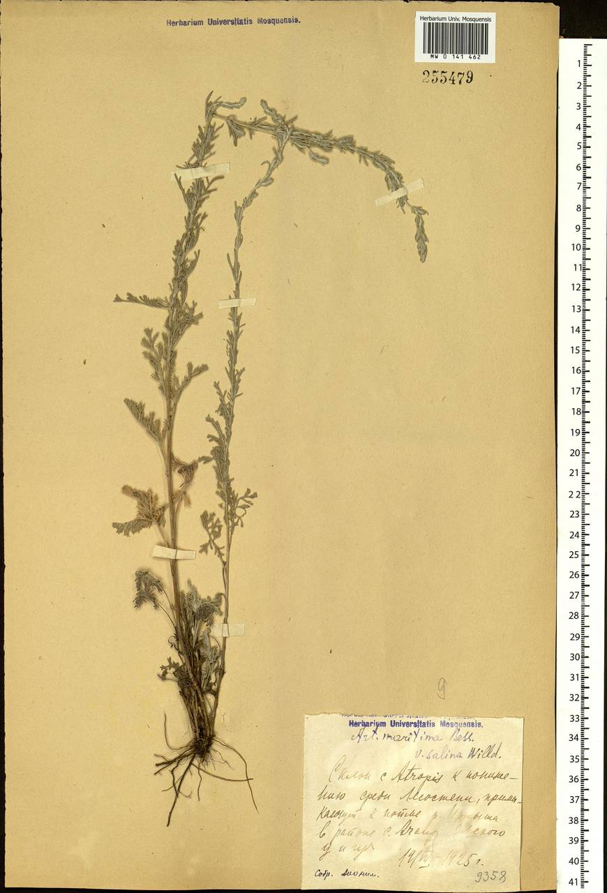 Artemisia nitrosa Weber ex Stechm., Siberia, Western Siberia (S1) (Russia)