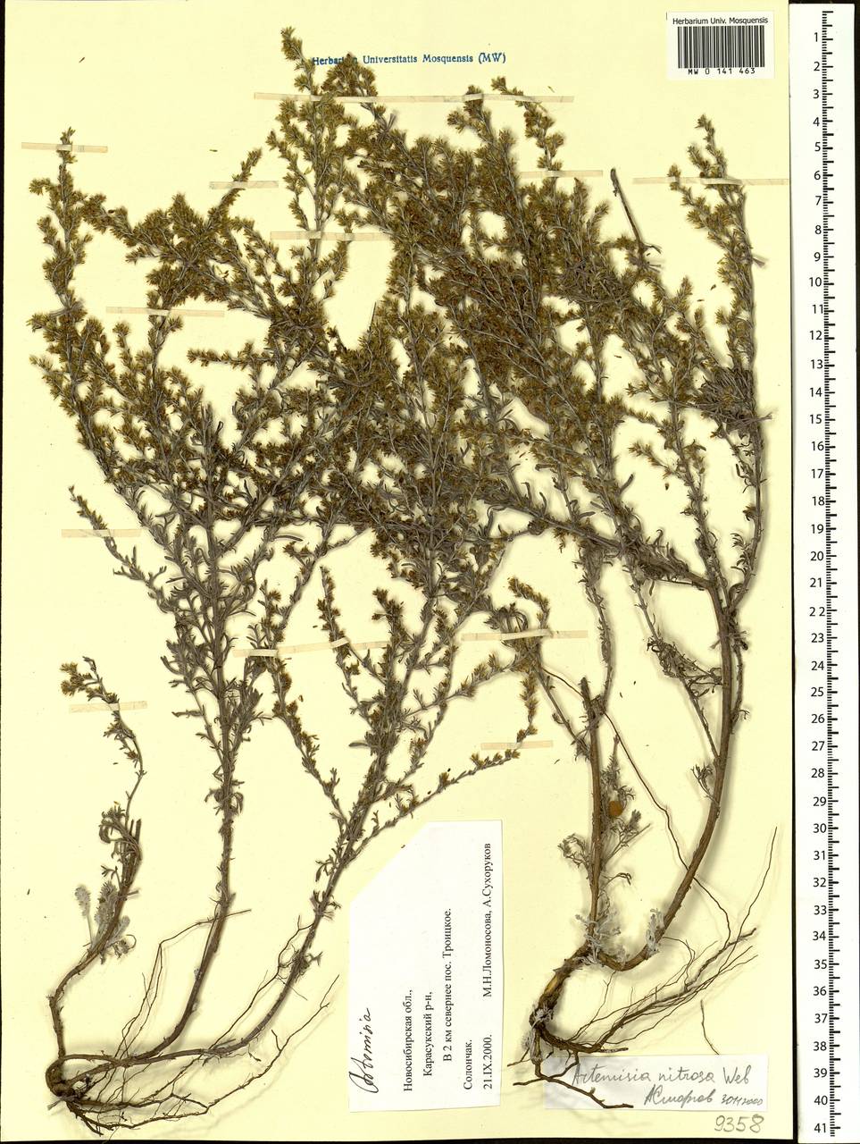 Artemisia nitrosa Weber ex Stechm., Siberia, Western Siberia (S1) (Russia)