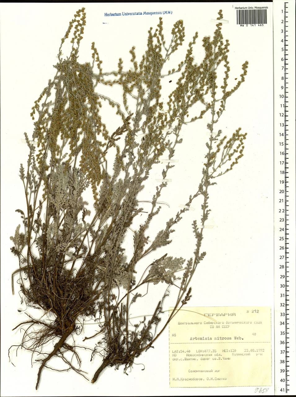 Artemisia nitrosa Weber ex Stechm., Siberia, Western Siberia (S1) (Russia)